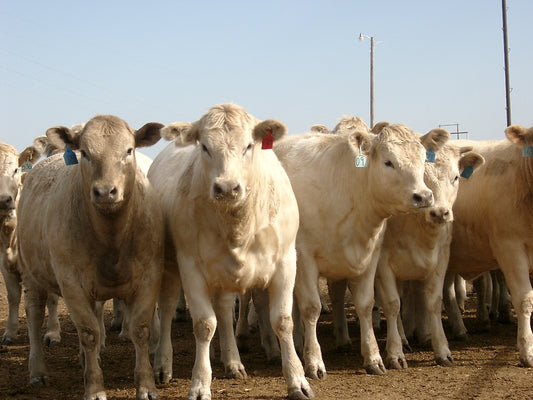 Reliable Cattle Scales for Accurate Livestock Weighing and Data Collection