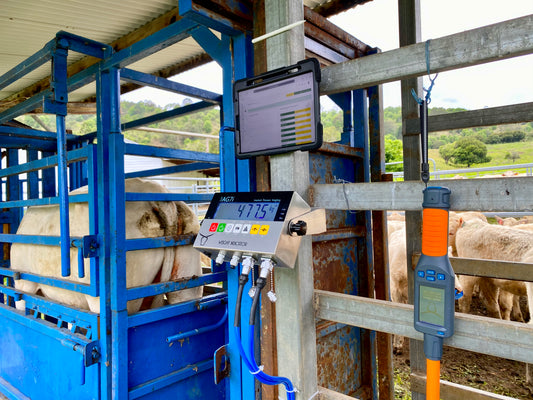 Maintenance Tips for Your Cattle Scales