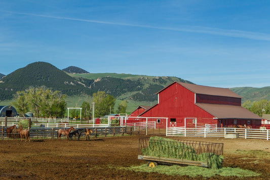 How Cattle Scales are Revolutionizing Beef Production